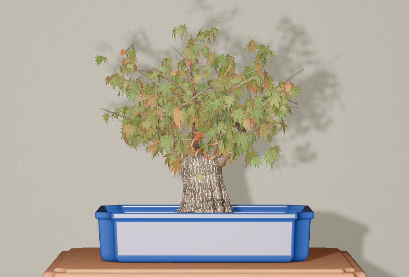 The same broom-style Japanese maple bonsai turning colour in autumn, leaves going from green to orange, in a blue rectangular pot.