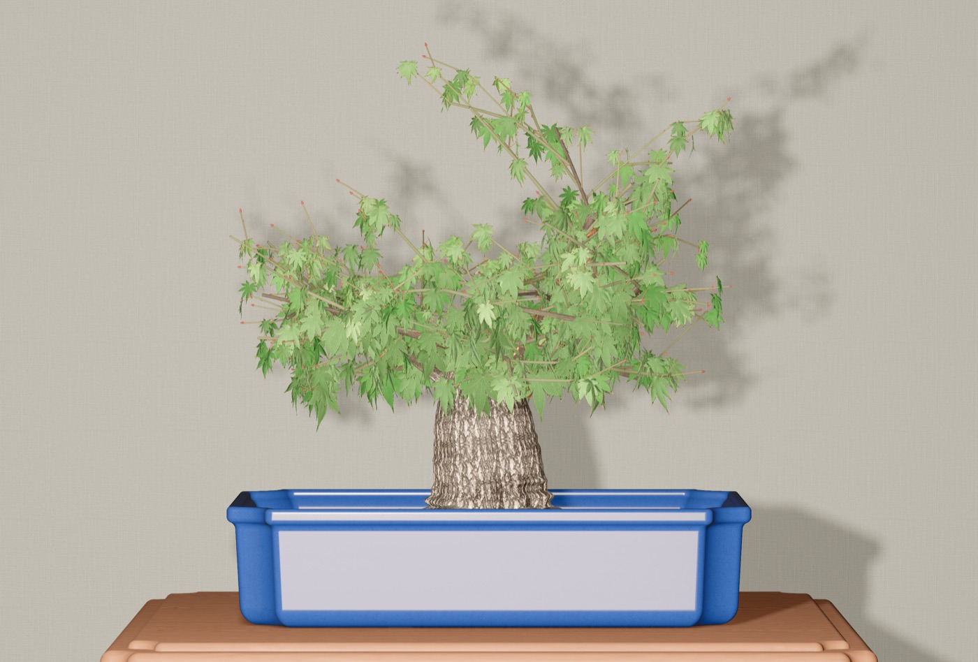 The same broom-style Japanese maple bonsai in full summer leaf, green, in a blue rectangular pot.