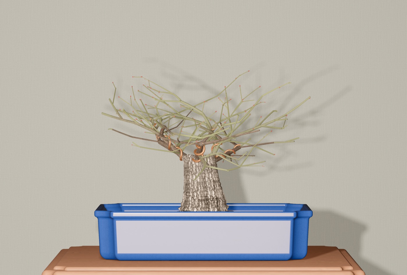 A fourteen-year-old Japanese maple bonsai in broom style, bare in winter, in a blue rectangular pot, with copper wire on the lower branches.